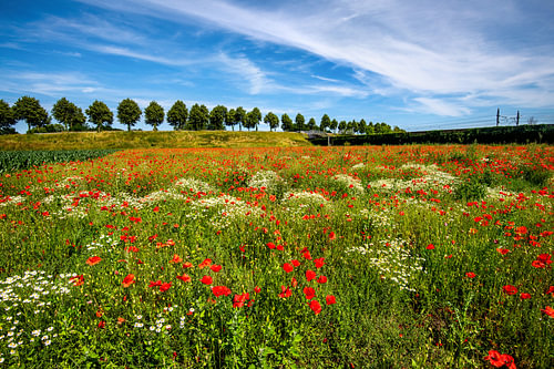 Klaprozenveld