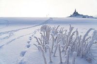 Witte slangen in de sneeuw