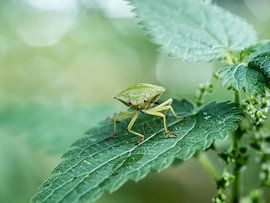 Groene wants op brandnetelblad by Raymond Schrave