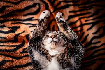 Relaxed tabby cat by Felicity Berkleef