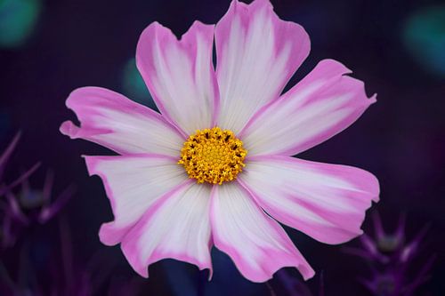 Rose délicat
