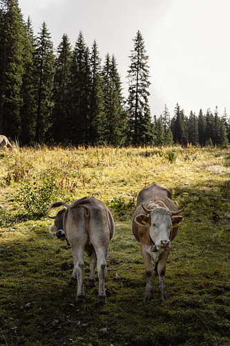 Une rencontre insolite dans les alpages.