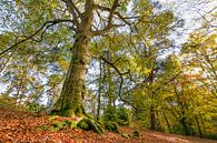 Kaapse bossen in herfsttooi van Leontine van der Stouw thumbnail