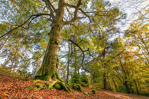 Les forêts du Cap en automne
