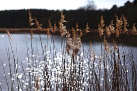 Upper Lusatia by Thomas Jäger