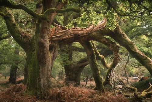 Broken but not dead by Loris Photography