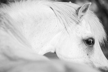 Paard Diep in de Ziel Intrigerend Paarden portret van Femke Ketelaar
