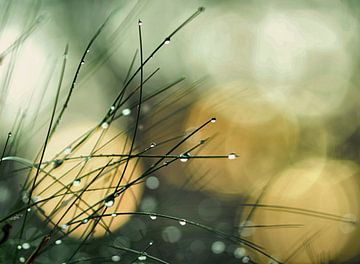Druppels glinsteren in het gras na een regenbui van Netty Kempkes