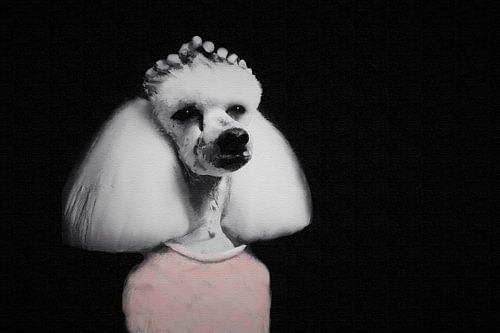 Dromerige poedel diva low key portret