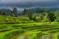 Terraces of rice fields in Jatiluwih - Bali