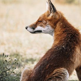 Fox sur Merle Boogert