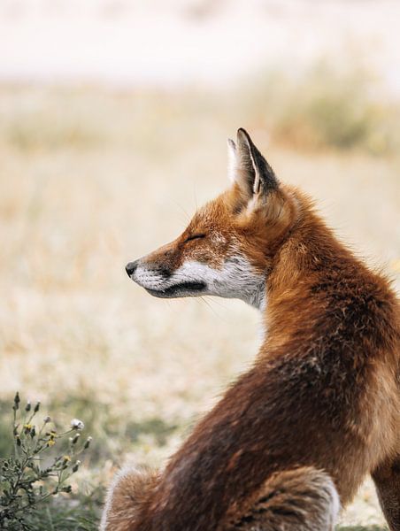 Fox by Merle Boogert