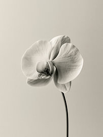 Enkele orchidee aan een slanke steel – Minimalistische botanische kunst van StudioRemier