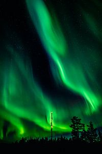 Spektakuläre Nordlichter hinter den Baumkronen