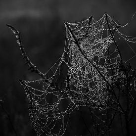 Spinnenweb met ochtenddauw van Daniel Osthues