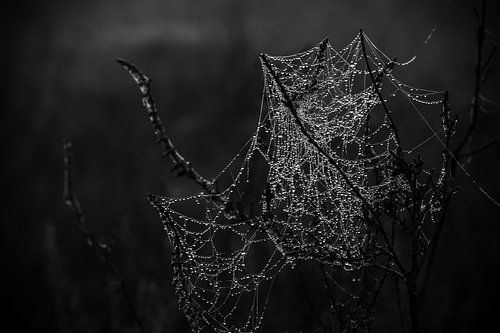 Spinnennetz mit Morgentau