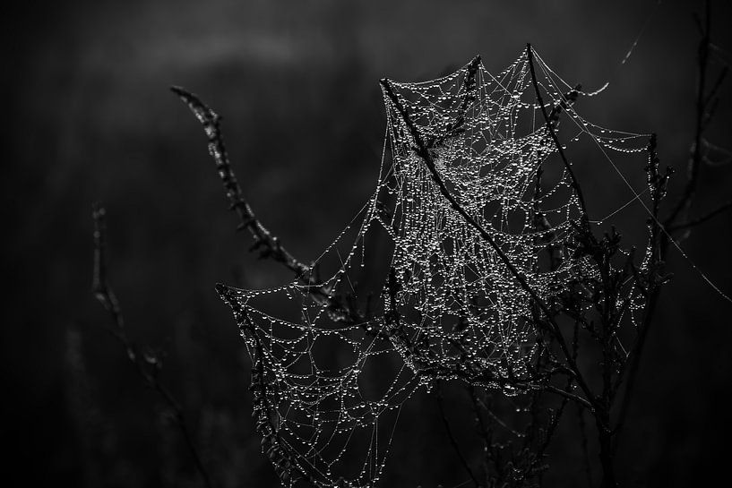 Spinnennetz mit Morgentau von Daniel Osthues