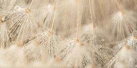 Panorama van pluisjes naar abstracte lijnen van Marjolijn van den Berg