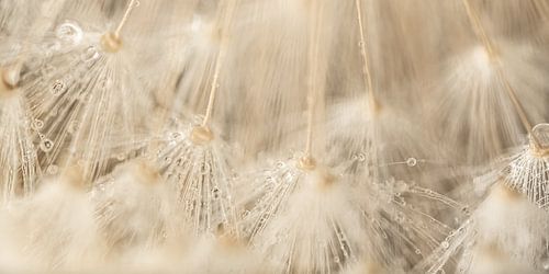 Panorama van pluisjes naar abstracte lijnen