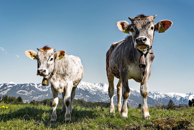 Poster Kuh mit Hörnern 