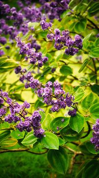 Kleurrijke Bloemen van Madeira