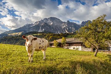 Koe in de wei bij Leogang, Salzburger Land, Oostenrijk van Christian Müringer