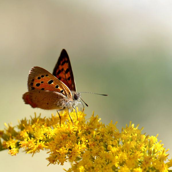 Small fire butterfly by Violetta Honkisz