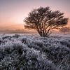 Frost on the Heath 3 by Remco Bosshard