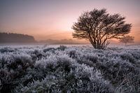 De Crailose heide onder rijp en een paarse lucht