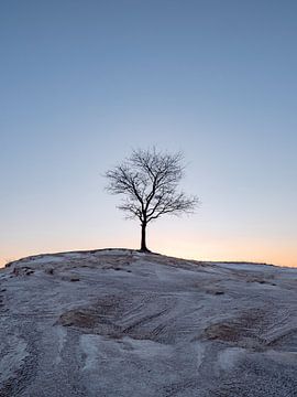 eenzame boom in de sneeuw van Henri van Rheenen