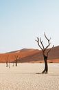 Deadvlei | Namibia, Sossusvlei von Suzanne Spijkers Miniaturansicht