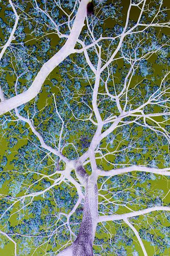 Surrealistische takken