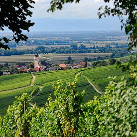 Pfaffenweiler winegrowing village in the Markgräflerland region by Ingo Laue