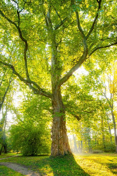 Tree in the light by Martin Wasilewski