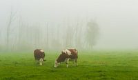 Good misty morning ...