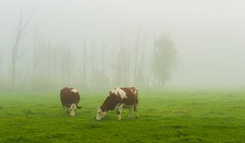 Guten nebligen Morgen ...
