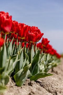 Champ de tulipes rouges sur Dana Schoenmaker