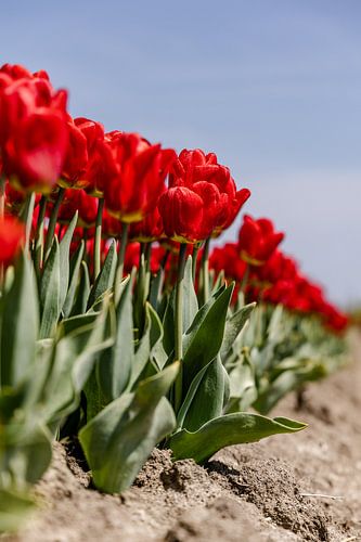 Rode tulpenveld