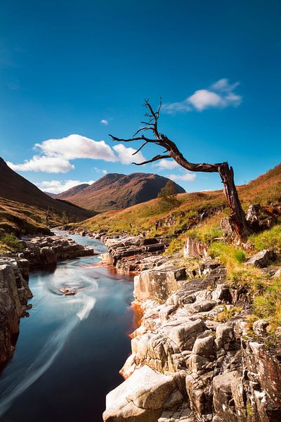 Eenzame boom bij rivier in Schotland van Johan Zwarthoed
