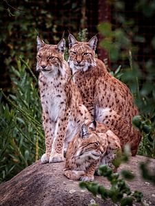 Lynx by Rob Boon