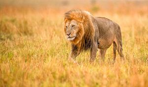 A beautiful Lion King strolling in the late afternoon over the Kenyan savannah! van Robert Kok