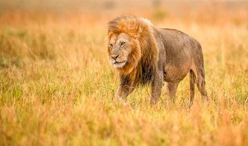 A beautiful Lion King strolling in the late afternoon over the Kenyan savannah! by Robert Kok