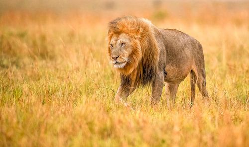 A beautiful Lion King strolling in the late afternoon over the Kenyan savannah!