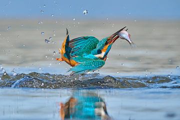 Kingfisher - Acrobat by Kingfisher.photo - Corné van Oosterhout