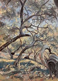 Morgen im Olivenhain von Nop Briex