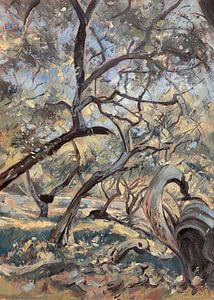 Morning in the olive grove