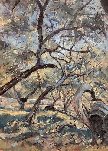 Ochtend in de olijfgaard