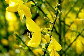 Yellow gorse in spring splendour