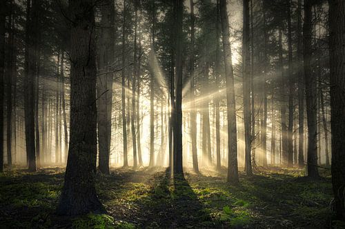 Sunbeams in misty forest by Rob Visser