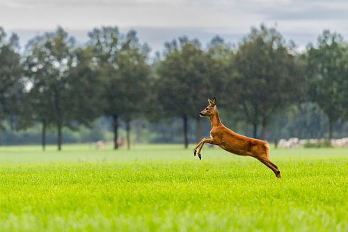 Verspielte kleine Hirsche auf der Wiese